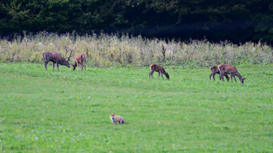Líščia stráž nad ríšou jeleňov