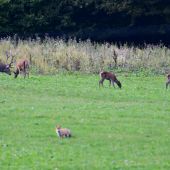 Líščia stráž nad ríšou jeleňov