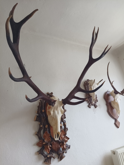 Zhody z roku 2024 už osadené na lebke 210,53cic