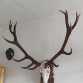 Zhody z roku 2021... už tiež osadené na lebke