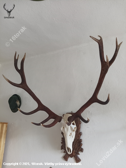 Zhody z roku 2021... už tiež osadené na lebke