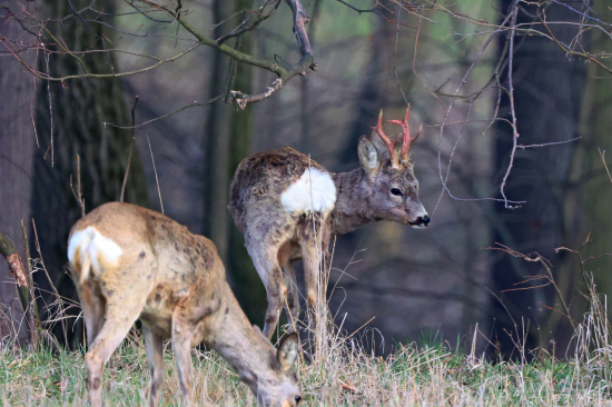 Už vytlučený srnec z id 395112