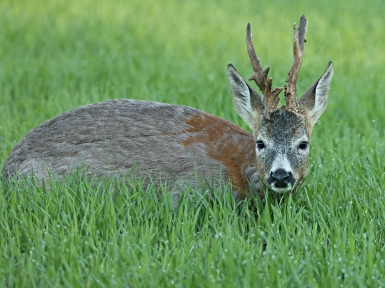 Nerovný čtrnácterák z ID 395797