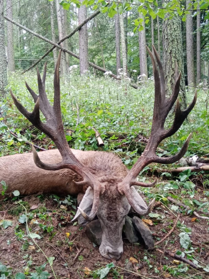 Pravděpodobně nejsilnější trofej jelena z Libavé.