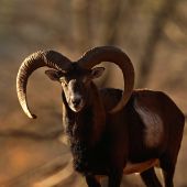 Přišel na pár kroků