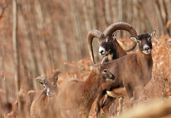 Mufloní říje je v plném proudu.