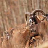 Mufloní říje je v plném proudu.
