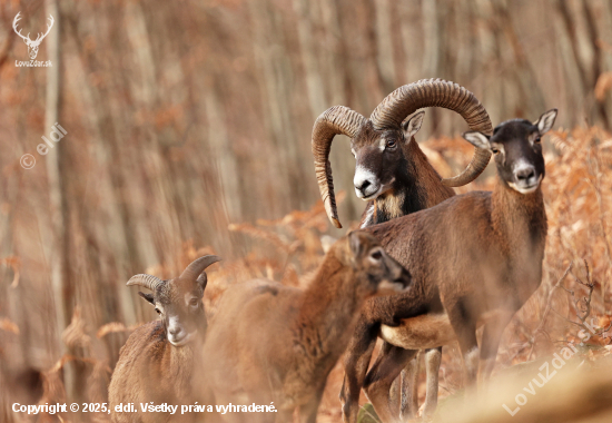 Mufloní říje je v plném proudu.