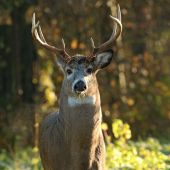 Jelenec běloocasý v mrazivém ránu.