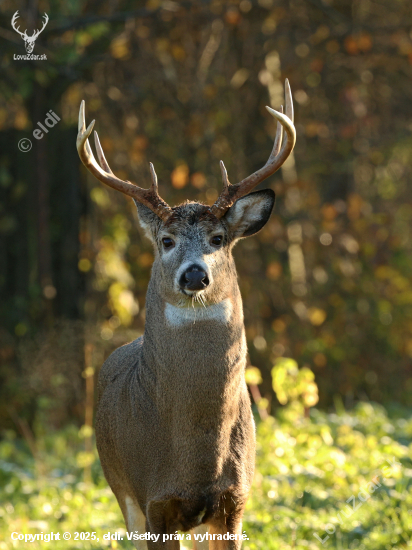 Jelenec běloocasý v mrazivém ránu.