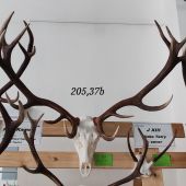 Chovateľská prehliadka trofejí 2024/2025-Poprad.