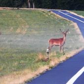 Pri cyklistickom chodníku.