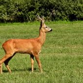 Ešte reagoval na vábničku.