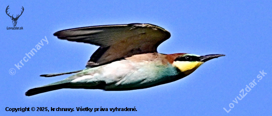 vcelarik