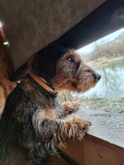 Čakám na kormoránov ...