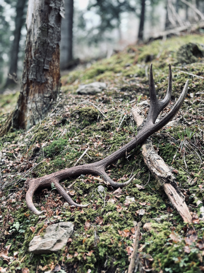 ~V horách milovaných~