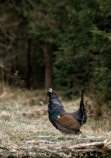 ~Slovenský unikát~