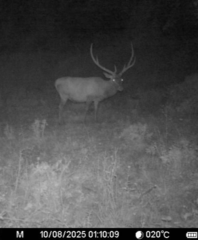 Pripravený bojovať