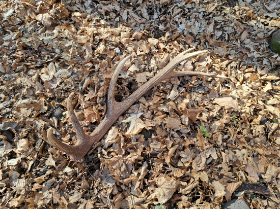 Tento rok sa pošťastil len jeden čerstvý