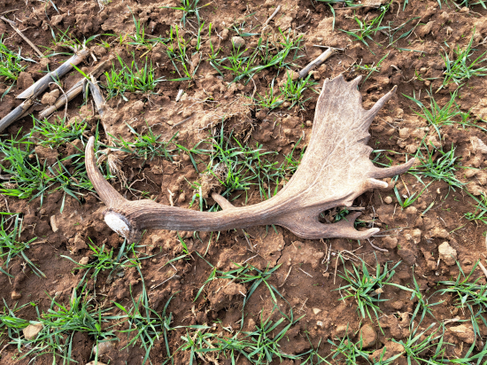 Do páru k predošlej lopate