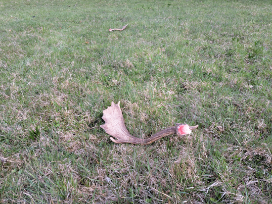 Svietili na lúke ako karafiáty