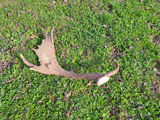 Dohľadaný do páru