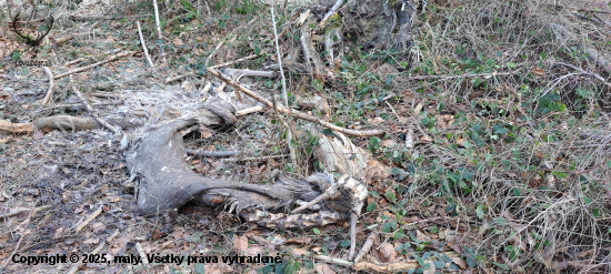Lovu zdar (vlčkom)