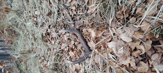 Rok som ho odchádzal