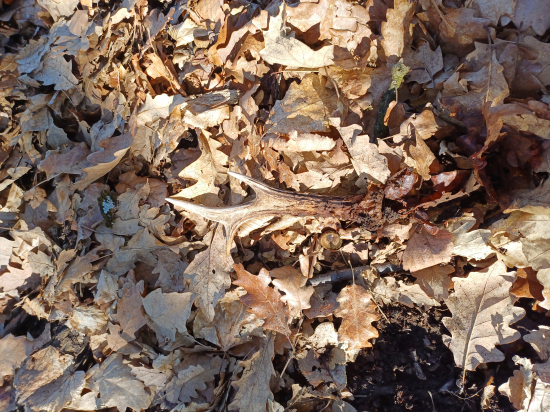 Nedeľná prechádzka