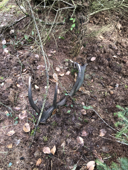 Zabudnutý na kraji mladiny