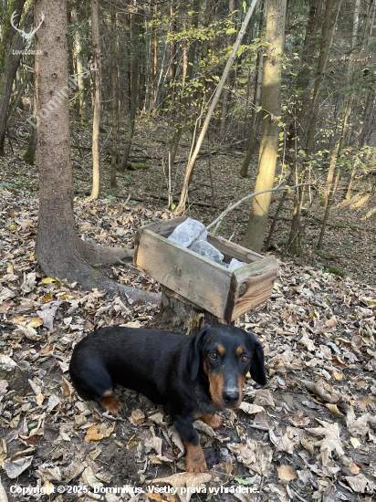 Soľ a partáčka nesmie chýbať ..