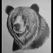 Portrét medveďa