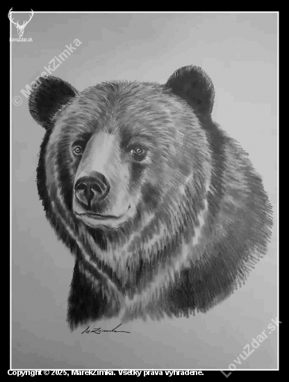 Portrét medveďa