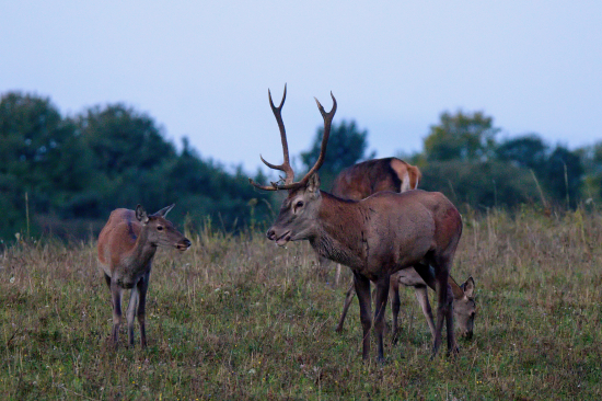 už mal toho dosť...