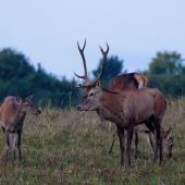 už mal toho dosť...