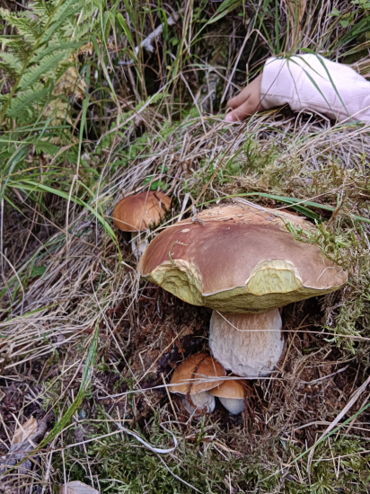 Krásavec z rodinkou