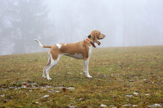 Schwyz hound Elaine z Vančáku
