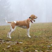 Schwyz hound Elaine z Vančáku