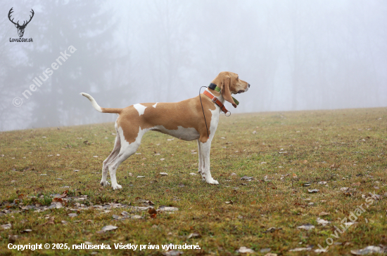 Schwyz hound Elaine z Vančáku