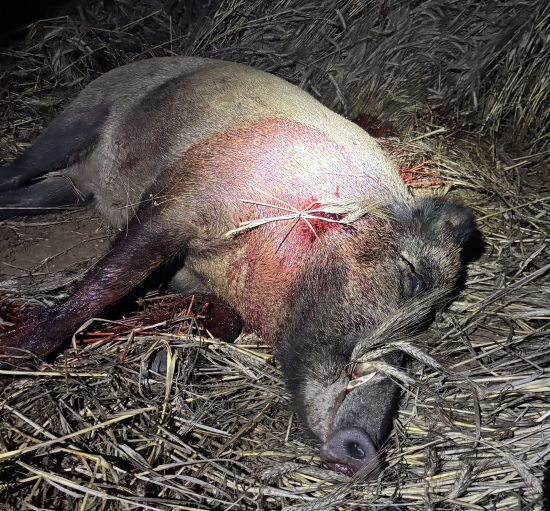 Keď pšenička dozrie,svoje poklady odostrie