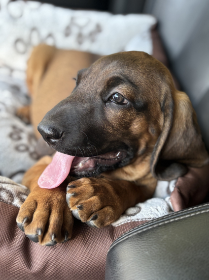 Nový prírastok do našej svorky