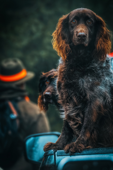 Príprava prepeličiarov na lov diviakov