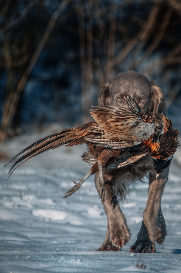 Šedy duch, šedý lovec.