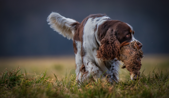 Anglický špringeršpaniel