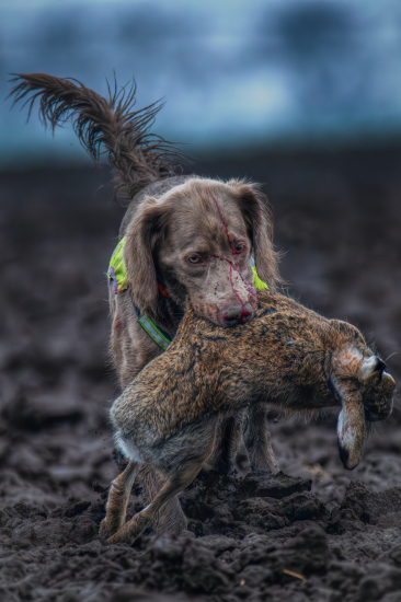 Víťazný návrat z poľa.