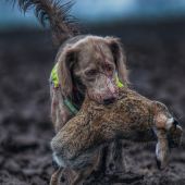 Víťazný návrat z poľa.