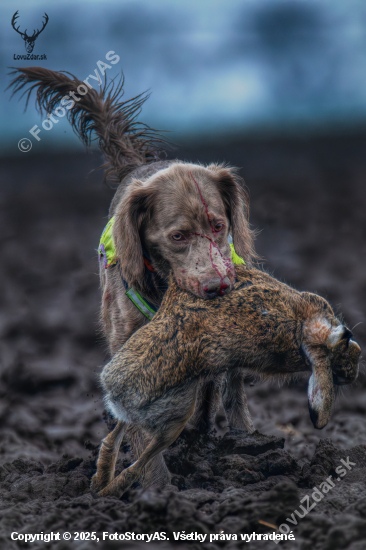 Víťazný návrat z poľa.