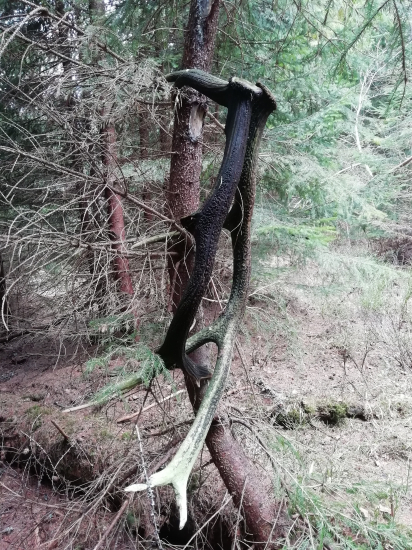 Cestou zo starožitnictva