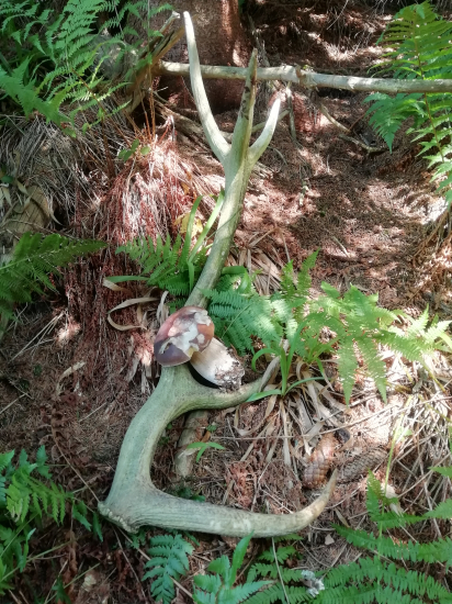 Prerezávkovy zeleninar