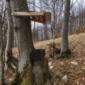 Solisko